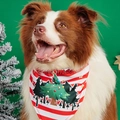 Detail of red and white striped Christmas pet bandana on a Border Collie dog - Red White Striped Xmas Tree
