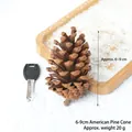 Natural brown pine cone 6-9cm size reference for Christmas DIY crafts and home decor - 6-9cm American Pine Cones