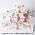 Aster Pink