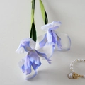 Iris Light Blue