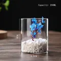 250ml cylindrical borosilicate glass vase for hydroponic plants and tabletop decor - D6.5cm*H8cm (250ML)