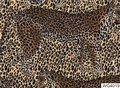 Water transfer nail sticker featuring leopard spots and animal pattern in brown WG4019 - WG4019