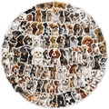 Lot d'autocollants mignons de chiens imperméables avec corgi et husky en cercle - YYJQ100-0107