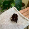 Detail of tortoise shell acetate hair clip with gold France Handmade lettering - Mini Size / Coffee