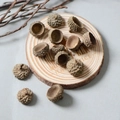 Capsules de glands séchées naturelles sur plateau en bois pour décoration d'automne - Chapeaux de Gland Uniquement