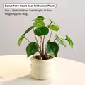 Minimalist white donut ceramic planter with realistic green taro leaves for home decor - Donut Pot / Beige-Syngonium