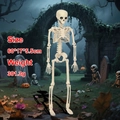 Detailed 60cm poseable human skeleton prop for Halloween graveyard scene decorations - New 60cm Skeleton