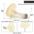 Modelo realista de hongo Cicuta blanca hecho de plástico PVC sólido de 4,8x6,2cm - Amanita Virosa (T15519)