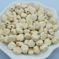 Creamy white shell-shaped ceramic beads in a lace bowl for DIY jewelry making - 12mm / Light Coffee