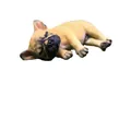 Bulldog Francese Giallo Terra Sdraiato di Lato