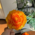 Detail view of a large orange silk peony hair clip held by hand for scale - Orange Yellow - Artificial Flower Clip