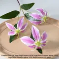 Flame Lily Violet