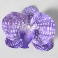 Testa di orchidea artificiale con petali viola maculati per accessori da sposa fai da te - Pellicola 3D Viola Retinato (Grande)