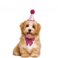 Pink sequin bowtie and floral party hat set for puppy birthday celebrations - Rose Red Hat + Large Bow Tie