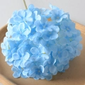 Lollipop Hydrangea Blue