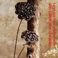 Large natural dried lotus pod with 40cm long stem for rustic interior home decoration - Large Lotus Pod With 40CM Stem