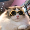 Lunettes de soleil imprimé léopard