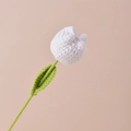 Tulp / Wit