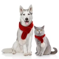 Red knitted pet Christmas scarf with white pom-poms for dogs and cats - Red Pompom Knitted Scarf (B31203)