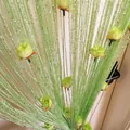 Tenda a fili verdi con boccioli di rosa artificiali e decorazione in filo d'argento - Tipo Tasca per Asta / Verde mela