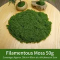 50g bag of vibrant green artificial string moss for DIY landscape and bonsai decoration - 50 g / Dark Green