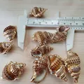 Makro-Detail von natürlichem Muschel-Anhänger mit Goldrand auf Holzhintergrund - Hellbraun geränderte Krokodilhautschnecke