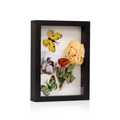 Detail view of black shadow box frame with dried roses, butterflies and photo display - Black - 3cm Hollow / 5x7" (12.7x17.8cm)