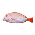 Creative red snapper shaped pencil case with realistic scales and zipper closure - Red Sea Fish