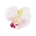 Detailed view of artificial orchid hair clip with realistic petals and central pearl decoration - 2# White