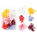 Preserved hydrangea flower set with mixed colorful petals in a box for DIY crafts - Hydrangea 1 Box 23g