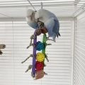 Parrot chewing toy with rattan balls and corn cob for small birds inside a cage - Colorful Piece Water Grass Rope Rattan Ball Style / Bulk Packaging