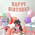 Pink pet birthday party decoration kit with banner, balloons and bib on a grey poodle - 11cm x 13cm / Pink Bib
