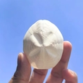 White fossilized sand dollar shell with star pattern held against a clear blue sky - Sand Dollar White Sea Urchin Shell 4-6cm
