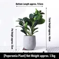Realistic artificial peperomia plant in minimalist grey ceramic pot for desk decor - Bean Leaf Identification - Cement Pot Artificial Flower Ornament