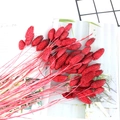 Bouquet d'herbe séchée naturelle rouge pour décoration d'intérieur et loisirs créatifs - Rouge