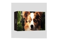 Zwölf-Farben Dschungel-Lidschattenpalette mit Border-Collie-Illustration - 01 Welpe / 14g