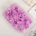 Preserved purple hydrangea petals in a clear box for DIY crafts and floral design - 5g / Taro Purple