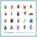 Set of 40 vintage insect stickers featuring hand-painted watercolor beetles and butterflies - Insect Specimen-40PCS