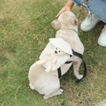 French Bulldog wearing a beige canvas pet backpack with a 3D plush bear ornament - Bear / White
