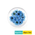 Macro view of 20 pieces royal blue dried flowers for nail art in a clear round box - 20 Pcs Pack / Sapphire Blue