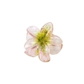 Macro di una pinza per capelli a fiore da 4cm trasparente glitterata con sfumatura rosa e verde - Verde
