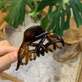 Detailed view of an amber translucent phoenix tail hair claw clip with a glossy finish - Butterfly Phoenix Tail / Glossy Light Tortoise