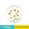 Dettaglio di 20 fiori secchi pizzo bianco per nail art in scatola trasparente - Confezione da 20 Pezzi / Bianco