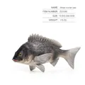 Realistic African crucian carp fish model with textured scales and 15.5cm length - African Crucian Carp (ZQ1280)
