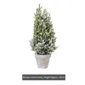 Mini-Weihnachtsbaum im Topf mit beschneiter Kiefer und rustikalem Sockel, 50 cm - Modell F: Topfschneezeder Groß (50 cm)