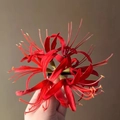 Elegante molletta per capelli a forma di giglio rosso in tessuto di organza - Licoris Rossa / 1#Rosso