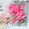 Gros plan d'herbe de queue de lapin séchée rose sur un magazine pour déco DIY - Rose