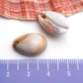 DIY acrylic ocean conch shell charms in natural cream and brown hues for jewelry making - Cream Acrylic Perforated Conch 12x18mm (17275)