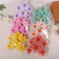 Regular Pack Of 12 (three Flowers Six Colors) Standard