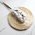 Natural dried cotton stems with fluffy white bolls in protective sleeve on woven mat - White